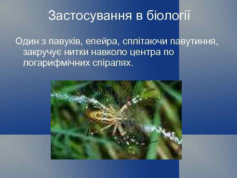 Застосування в біології Один з павуків, епейра, сплітаючи павутиння, закручує нитки навколо центра по