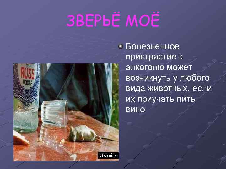 ЗВЕРЬЁ МОЁ Болезненное пристрастие к алкоголю может возникнуть у любого вида животных, если их