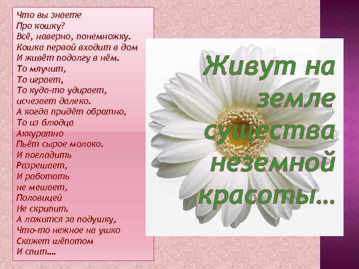 Что вы знаете Про кошку? Всё, наверно, понемножку. Кошка первой входит в дом И