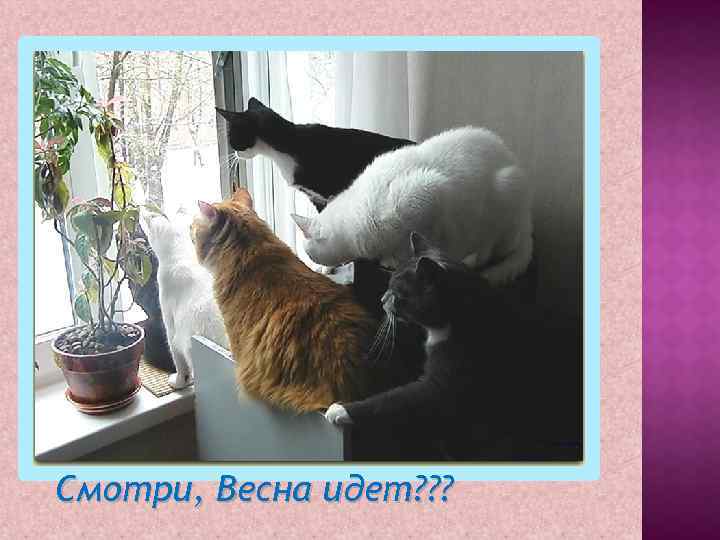 Смотри, Весна идет? ? ? 