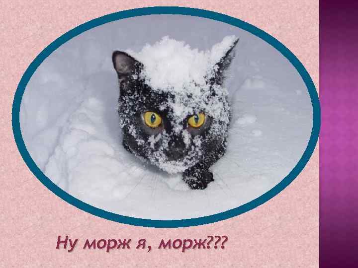 Ну морж я, морж? ? ? 