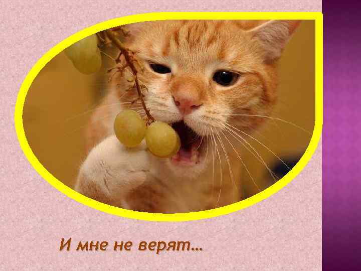 И мне не верят… 