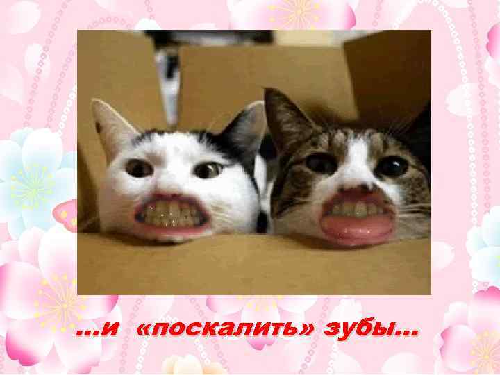 …и «поскалить» зубы… 