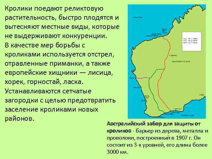 Кролики поедают реликтовую растительность, быстро плодятся и вытесняют местные виды, которые не выдерживают конкуренции.