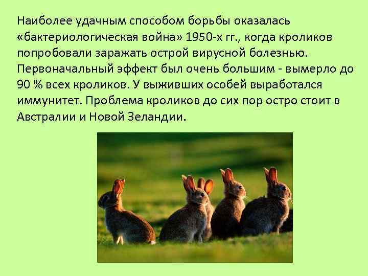 Наиболее удачным способом борьбы оказалась «бактериологическая война» 1950 -х гг. , когда кроликов попробовали