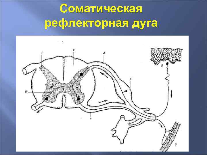 Соматическая рефлекторная дуга