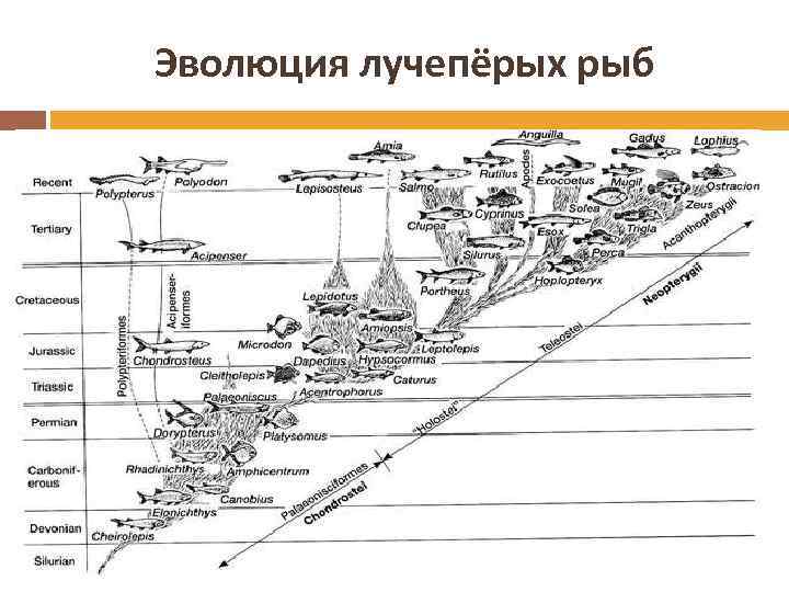 Эволюция лучепёрых рыб 