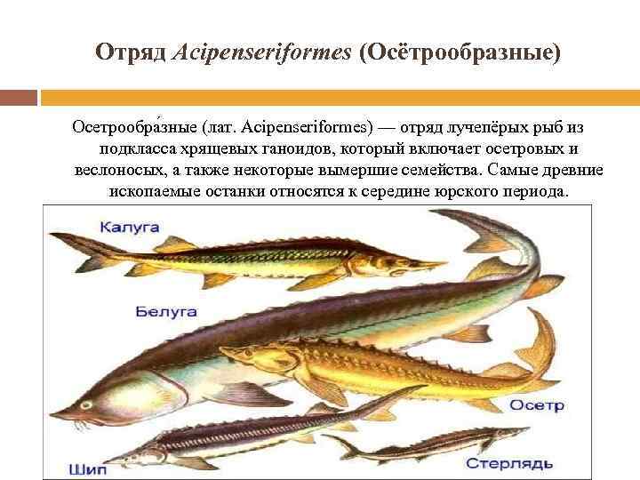 Отряд Acipenseriformes (Осётрообразные) Осетрообра зные (лат. Acipenseriformes) — отряд лучепёрых рыб из подкласса хрящевых