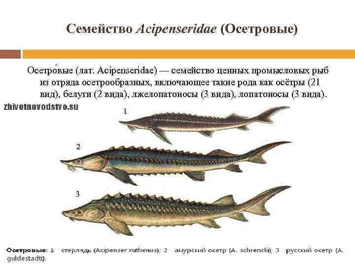 Семейство Acipenseridae (Осетровые) Осетро вые (лат. Acipenseridae) — семейство ценных промысловых рыб из отряда