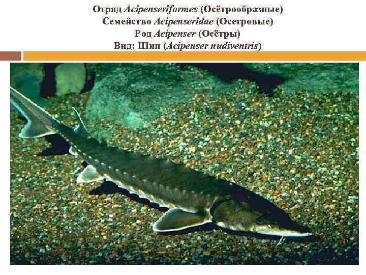 Отряд Acipenseriformes (Осётрообразные) Семейство Acipenseridae (Осетровые) Род Acipenser (Осётры) Вид: Шип (Acipenser nudiventris) 