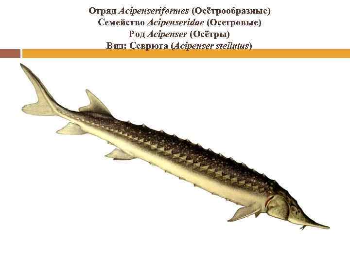 Отряд Acipenseriformes (Осётрообразные) Семейство Acipenseridae (Осетровые) Род Acipenser (Осётры) Вид: Севрюга (Acipenser stellatus) 