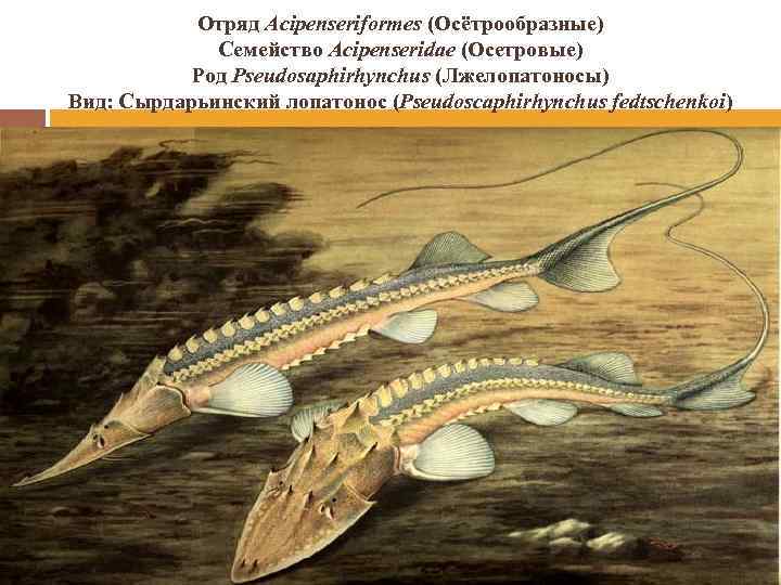 Отряд Acipenseriformes (Осётрообразные) Семейство Acipenseridae (Осетровые) Род Pseudosaphirhynchus (Лжелопатоносы) Вид: Сырдарьинский лопатонос (Pseudoscaphirhynchus fedtschenkoi)