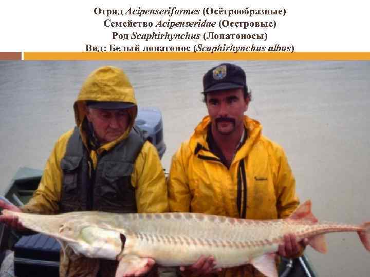 Отряд Acipenseriformes (Осётрообразные) Семейство Acipenseridae (Осетровые) Род Scaphirhynchus (Лопатоносы) Вид: Белый лопатонос (Scaphirhynchus albus)