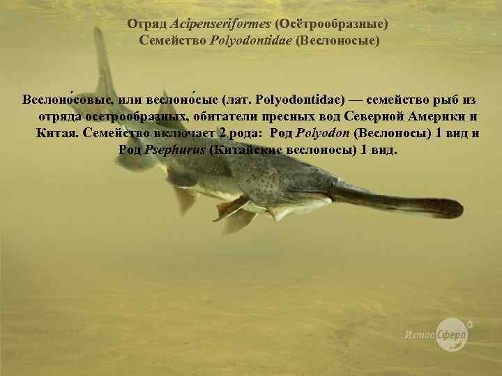 Отряд Acipenseriformes (Осётрообразные) Семейство Polyodontidae (Веслоносые) Веслоно совые, или веслоно сые (лат. Polyodontidae) —