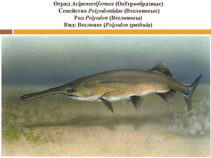 Отряд Acipenseriformes (Осётрообразные) Семейство Polyodontidae (Веслоносые) Род Polyodon (Веслоносы) Вид: Веслонос (Polyodon spathula) 