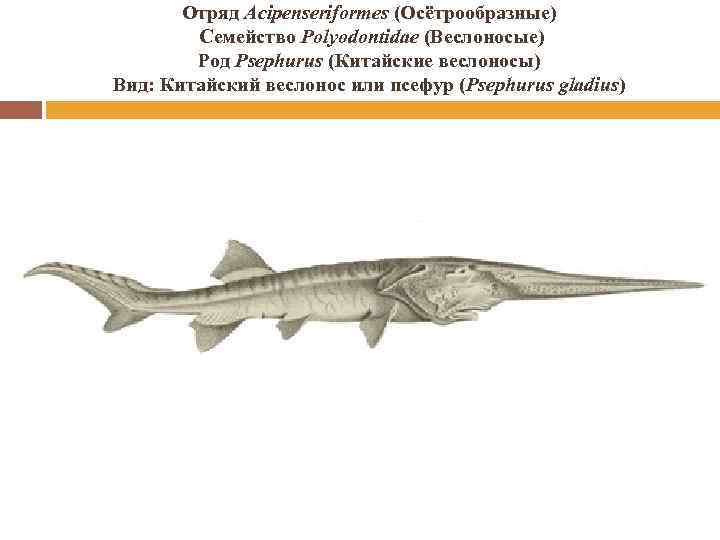 Отряд Acipenseriformes (Осётрообразные) Семейство Polyodontidae (Веслоносые) Род Psephurus (Китайские веслоносы) Вид: Китайский веслонос или