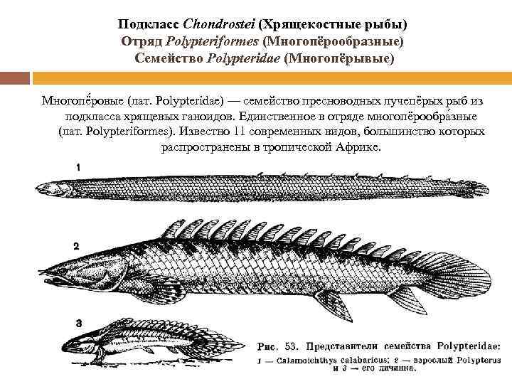 Подкласс Chondrostei (Хрящекостные рыбы) Отряд Polypteriformes (Многопёрообразные) Семейство Polypteridae (Многопёрывые) Многопё ровые (лат. Polypteridae)