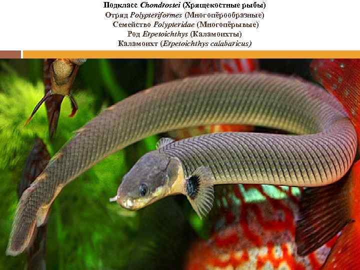 Подкласс Chondrostei (Хрящекостные рыбы) Отряд Polypteriformes (Многопёрообразные) Семейство Polypteridae (Многопёрывые) Род Erpetoichthys (Каламоихты) Каламоихт