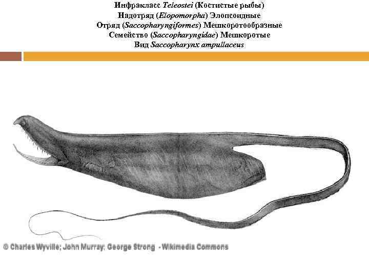 Инфракласс Teleostei (Костистые рыбы) Надотряд (Elopomorpha) Элопсоидные Отряд (Saccopharyngiformes) Мешкоротообразные Семейство (Saccopharyngidae) Мешкоротые Вид