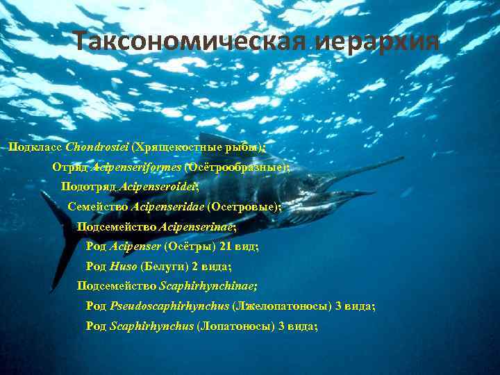 Таксономическая иерархия Подкласс Chondrostei (Хрящекостные рыбы); Отряд Acipenseriformes (Осётрообразные); Подотряд Acipenseroidei; Семейство Acipenseridae (Осетровые);