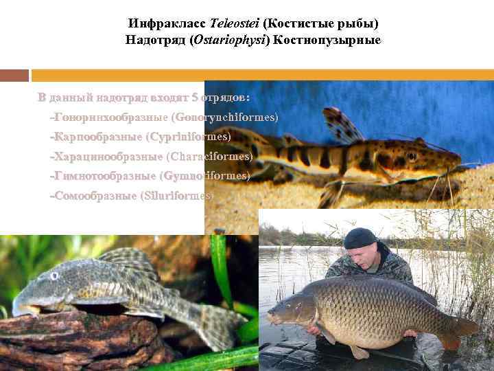 Инфракласс Teleostei (Костистые рыбы) Надотряд (Ostariophysi) Костнопузырные В данный надотряд входят 5 отрядов: -Гоноринхообразные