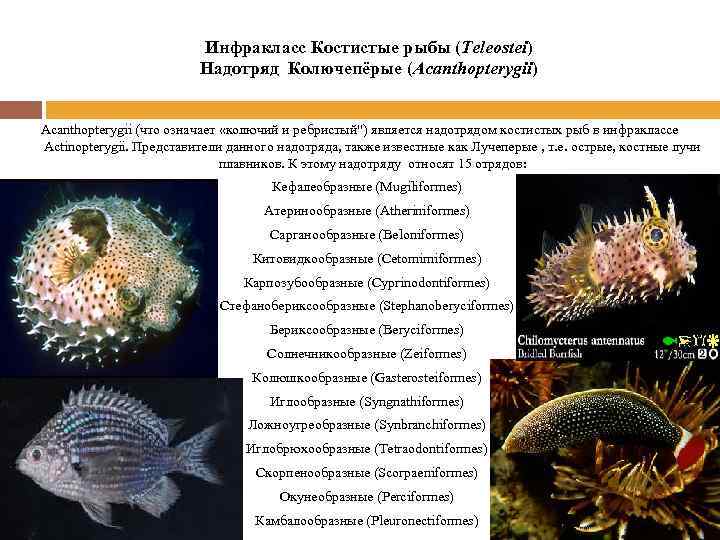 Инфракласс Костистые рыбы (Teleostei) Надотряд Колючепёрые (Acanthopterygii) Acanthopterygii (что означает «колючий и ребристый") является