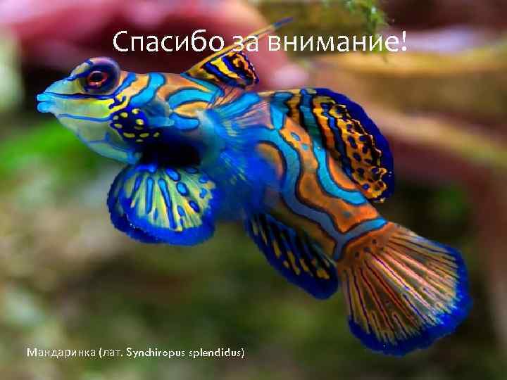 Спасибо за внимание! Мандаринка (лат. Synchiropus splendidus) 