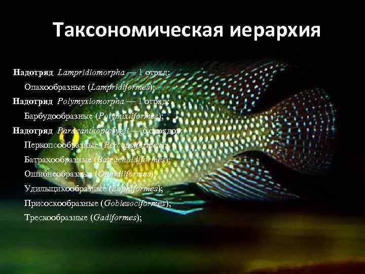 Таксономическая иерархия Надотряд Lampridiomorpha — 1 отряд: Опахообразные (Lampridiformes); Надотряд Polymyxiomorpha — 1 отряд: