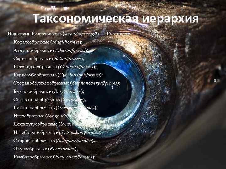 Таксономическая иерархия Надотряд Колючепёрые (Acanthopterygii) — 15 отрядов: Надотряд Кефалеобразные (Mugiliformes); Атеринообразные (Atheriniformes); Сарганообразные