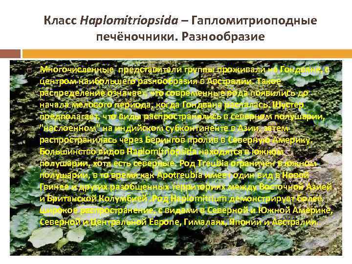 Класс Haplomitriopsida – Гапломитриоподные печёночники. Разнообразие Многочисленные представители группы проживали на Гондване, с центром