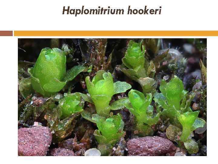 Haplomitrium hookeri 