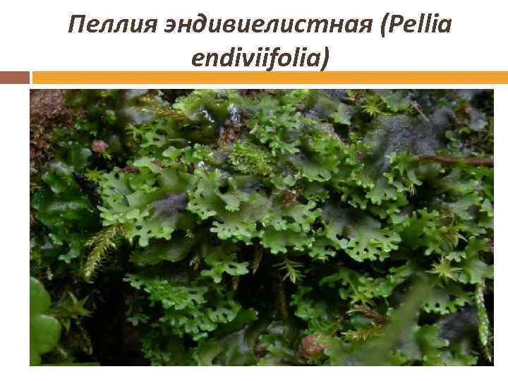 Пеллия эндивиелистная (Pellia endiviifolia) 