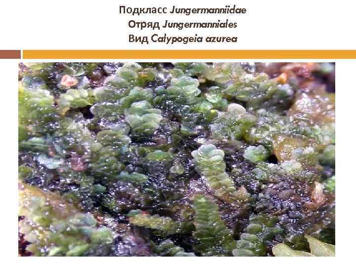 Подкласс Jungermanniidae Отряд Jungermanniales Вид Calypogeia azurea 