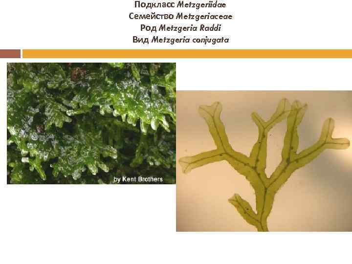 Подкласс Metzgeriidae Семейство Metzgeriaceae Род Metzgeria Raddi Вид Metzgeria conjugata 