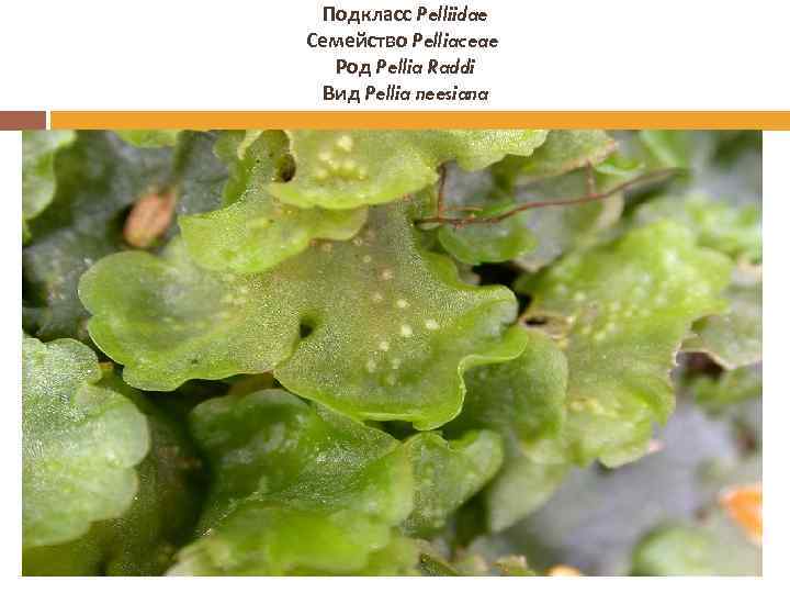 Подкласс Pelliidae Семейство Pelliaceae Род Pellia Raddi Вид Pellia neesiana 