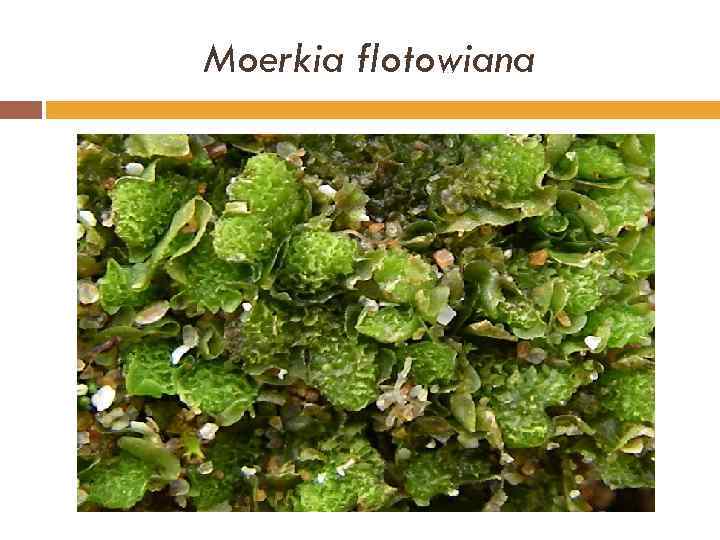 Moerkia flotowiana 