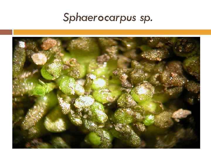 Sphaerocarpus sp. 