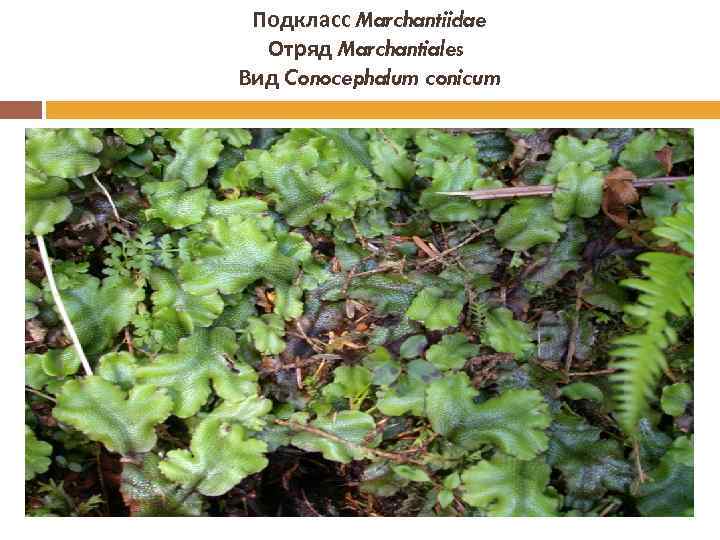 Подкласс Marchantiidae Отряд Marchantiales Вид Conocephalum conicum 