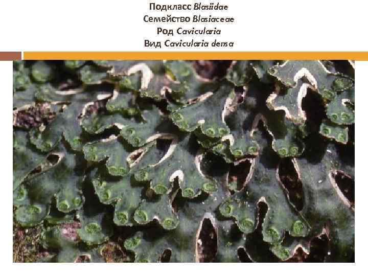 Подкласс Blasiidae Семейство Blasiaceae Род Cavicularia Вид Cavicularia densa 