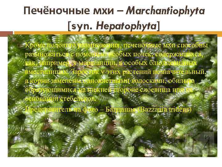 Печёночные мхи – Marchantiophyta [syn. Hepatophyta] Кроме полового размножения, печеночные мхи способны размножаться с