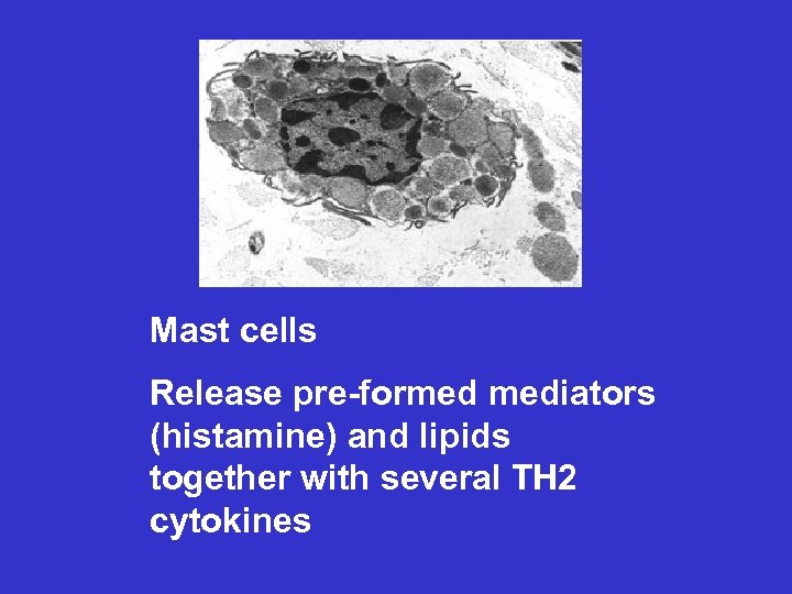 Mast cells Release pre-formed mediators (histamine) and lipids together with several TH 2 cytokines