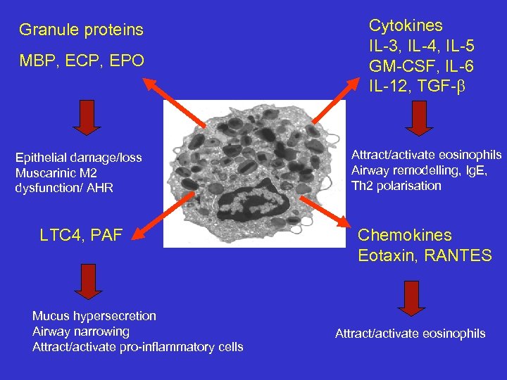 Granule proteins MBP, ECP, EPO Cytokines IL-3, IL-4, IL-5 GM-CSF, IL-6 IL-12, TGF-b Epithelial