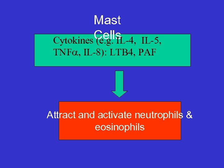 Mast Cytokines. Cells (e. g. IL-4, IL-5, TNFa, IL-8): LTB 4, PAF Attract and