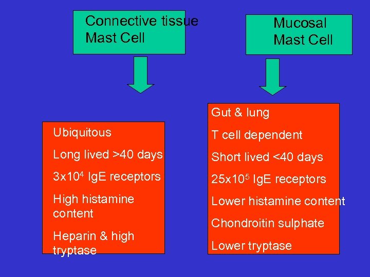 Connective tissue Mast Cell Mucosal Mast Cell Gut & lung Ubiquitous T cell dependent