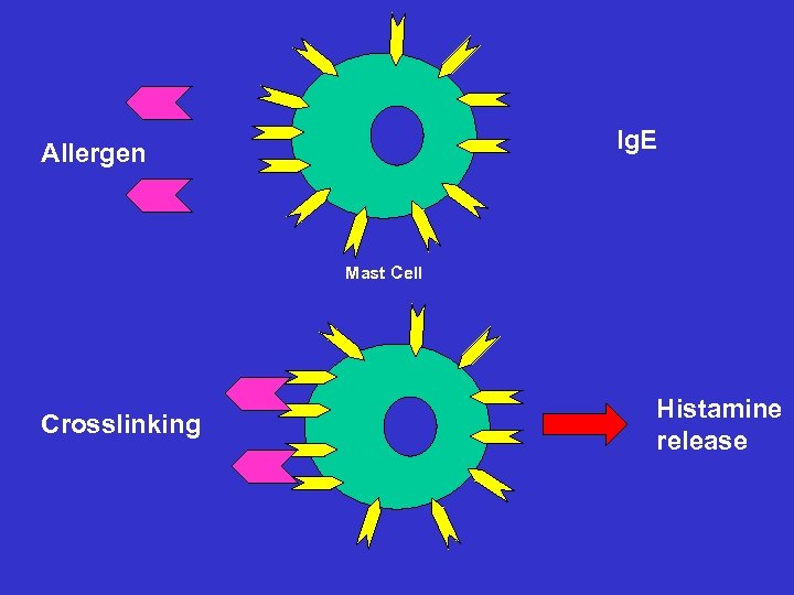 Ig. E Allergen Mast Cell Crosslinking Histamine release 