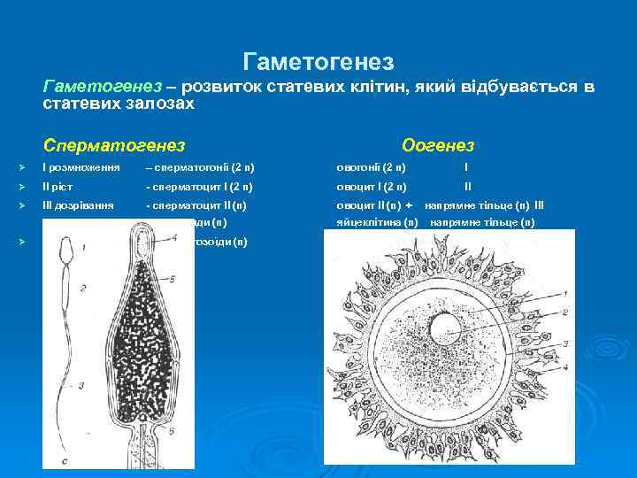 Гаметогенез – розвиток статевих клітин, який відбувається в статевих залозах Сперматогенез Оогенез Ø І