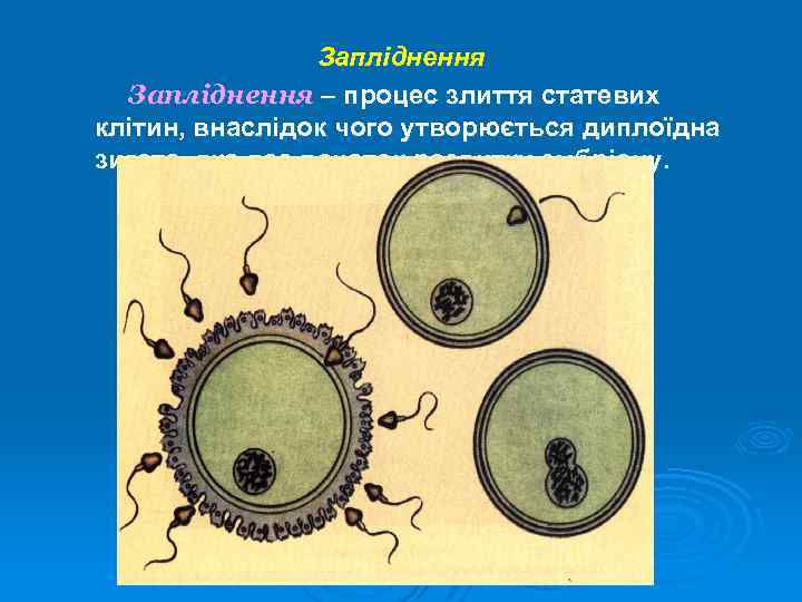 Запліднення – процес злиття статевих клітин, внаслідок чого утворюється диплоїдна зигота, яка дає початок