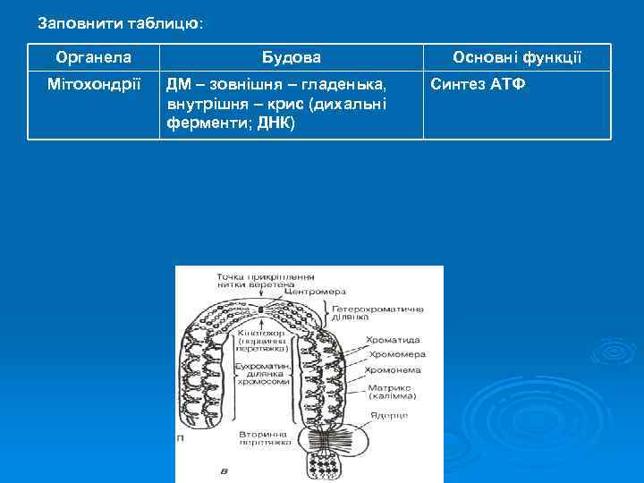 Заповнити таблицю: Органела Мітохондрії Будова ДМ – зовнішня – гладенька, внутрішня – крис (дихальні