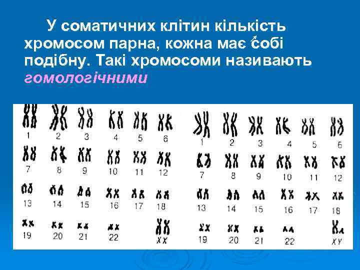 У соматичних клітин кількість хромосом парна, кожна має собі подібну. Такі хромосоми називають гомологічними