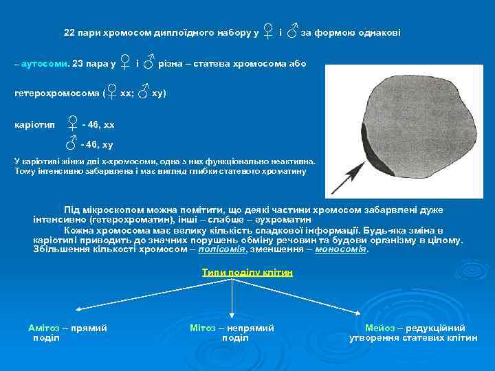 22 пари хромосом диплоїдного набору у – аутосоми. 23 пара у ♀ і ♂